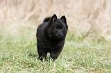 SCHIPPERKE 383